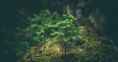 European accelerator to help Romanian Nature & CleanTech startups get from prototype to market