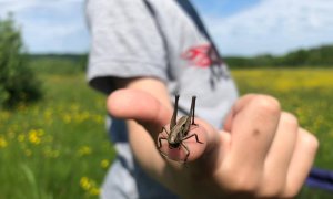 Ce este proiectul „Educație cu vedere la natură” de la Colinele Transilvaniei și cum ajută copiii