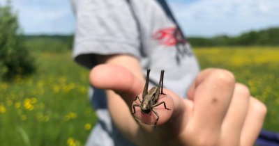 Ce este proiectul „Educație cu vedere la natură” de la Colinele Transilvaniei și cum ajută copiii