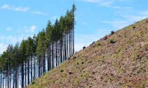 Schimbările climatice fac coniferele mai inflamabile ca niciodată