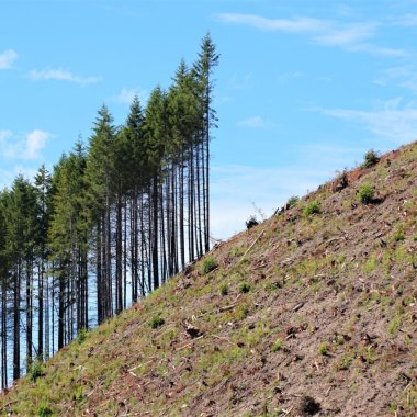 Schimbările climatice fac coniferele mai inflamabile ca niciodată