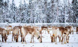 O nouă specie de animale iubite de toți oamenii, amenințată cu dispariția din cauza schimbărilor climatice