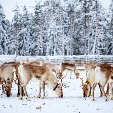 O nouă specie de animale iubite de toți oamenii, amenințată cu dispariția din cauza schimbărilor climatice