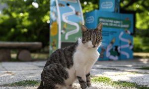 Reciclezi sticle, oferi mâncare pisicilor: 10 noi automate amplasate în București