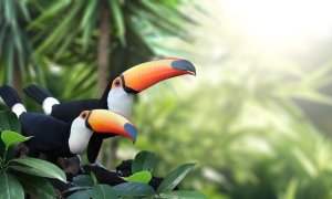 Căldura extremă ne-ar putea lăsa fără păsările tropicale viu-colorate