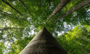 Zentiva și Fundația Conservation Carpathia plantează 48.550 de puieți în Munții Făgăraș