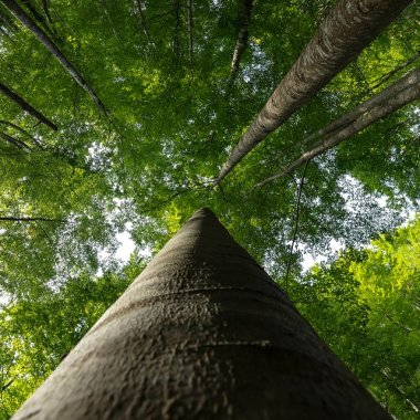 Zentiva și Fundația Conservation Carpathia plantează 48.550 de puieți în Munții Făgăraș