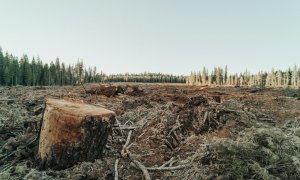 Defrișările tropicale duc la peste 28.000 de morți premature în fiecare an. În ce situație este România