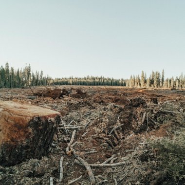 Defrișările tropicale duc la peste 28.000 de morți premature în fiecare an. În ce situație este România