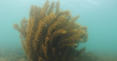 Îngrășământ bio din alge: soluția circulară pentru fermele din Europa