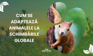 Adaptare climatică: 8 specii de animale care sfidează încălzirea planetei