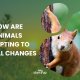 Climate adaptation: 8 animal species that defy planet-warming temperatures