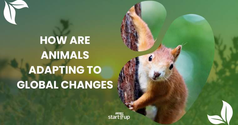 Climate adaptation: 8 animal species that defy planet-warming