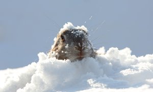 De la tigri la corali: speciile păstrate în „zoo-uri înghețate”