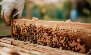 Apicultura urbană poate fi soluția salvatoare pentru dispariția insectelor