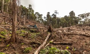 Criza pădurilor: planeta e tot mai departe de obiectivul zero defrișări