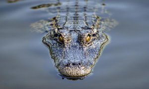 Pielea de crocodil ne poate ajuta să obținem apă potabilă în zone aride