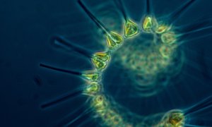 Pigmentul verde din oceane care afectează absorbția de dioxid de carbon