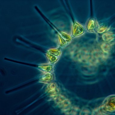 Pigmentul verde din oceane care afectează absorbția de dioxid de carbon