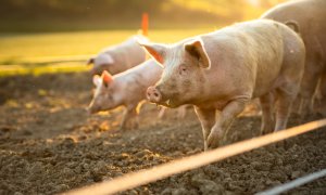Porcii „editaţi” genetic devin rezistenţi la boli precum pesta porcină clasică