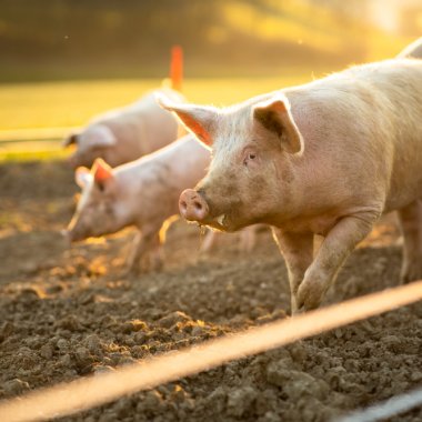 Porcii „editaţi” genetic devin rezistenţi la boli precum pesta porcină clasică