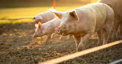 Porcii „editaţi” genetic devin rezistenţi la boli precum pesta porcină clasică