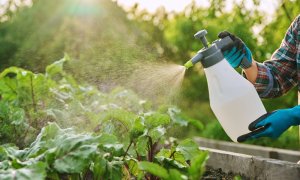 Departe de ferme, dar nu de pesticide: expunerea chimică, prezentă și în mediul urban