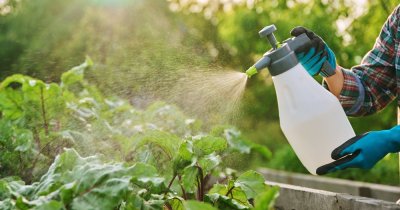 Departe de ferme, dar nu de pesticide: expunerea chimică, prezentă și în mediul urban