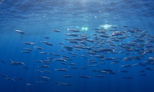 Mineritul în oceane: riscuri pentru ecosistemele marine şi peştii comerciali