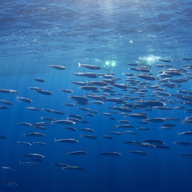 Mineritul în oceane: riscuri pentru ecosistemele marine şi peştii comerciali