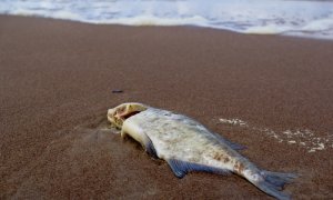 Cum a ucis un val algal peste 12.000 de animale marine