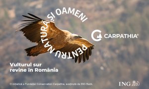 Vulturul sur va fi reintrodus în Munții Făgăraș după mai bine de 50 de ani