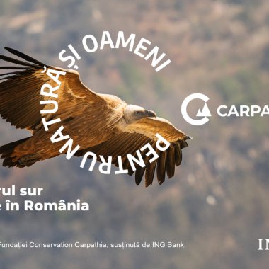 Vulturul sur va fi reintrodus în Munții Făgăraș după mai bine de 50 de ani