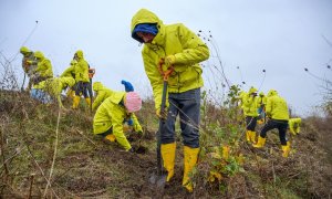 15.000 de copaci plantați de Raiffeisen cu ajutorul punctelor donate din aplicația Smart Market