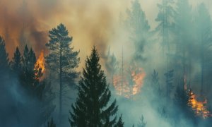 Focurile „zombie”: incendiile care hibernează iarna și ard primăvara
