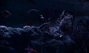 Cum pot fi observate animalele marine la mari adâncimi cu ajutorul tehnologiei
