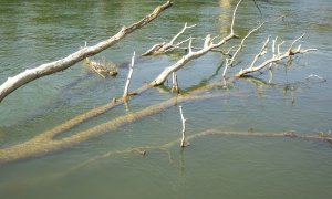 Cum scufundarea de copaci în apele arctice poate elimina 1 miliard de tone de CO2 anual