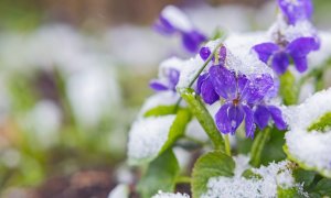 Flori de primăvară în plină iarnă: schimbările climatice dau peste cap ritmul naturii