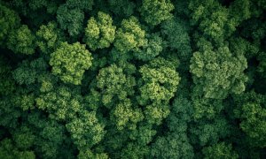 UE a plantat doar 1,26% de copaci din obiectivul de 3 miliarde