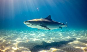 De ce au devenit rechinii mai furioși în urma încălzirii oceanelor
