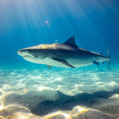 De ce au devenit rechinii mai furioși în urma încălzirii oceanelor