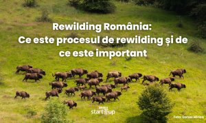 Ce este procesul de rewilding și de ce este important