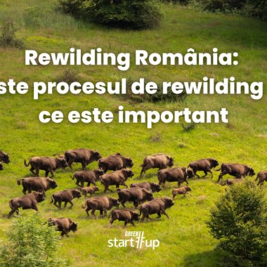 Ce este procesul de rewilding și de ce este important