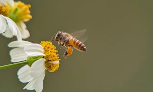 Țara care încearcă să salveze albina neagră europeană