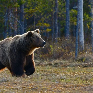 Ursus investește 850.000 RON în protejarea habitatului urșilor din Munții Făgăraș