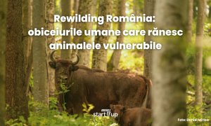 Rewilding România: obiceiurile umane care rănesc animalele vulnerabile