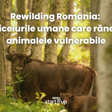 Rewilding România: obiceiurile umane care rănesc animalele vulnerabile