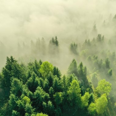 Până la 216.000 hectare de pădure din Europa ar putea fi afectate anual până în 2100