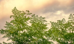Arborele care poate elimina peste 98% din microplasticele din apă