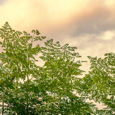Arborele care poate elimina peste 98% din microplasticele din apă